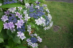 R0352639　ラストダンス…？