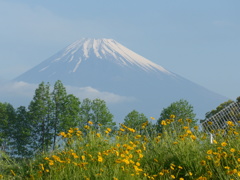 P1090325　富士山と黄色い花