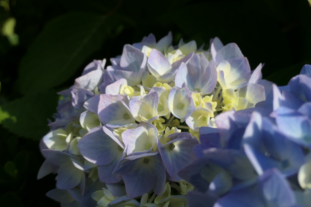 P1045833　朝の光に