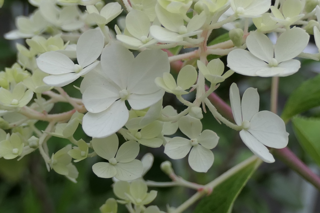 P1012634　ノリウツギ