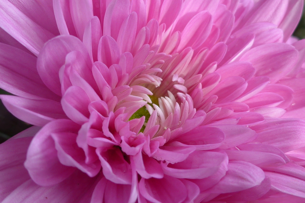 菊