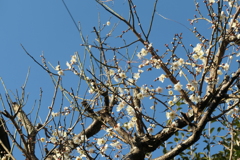P1000660　春の訪れ