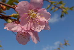 P1070617　河津桜