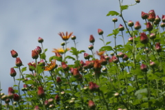 P1069441　菊