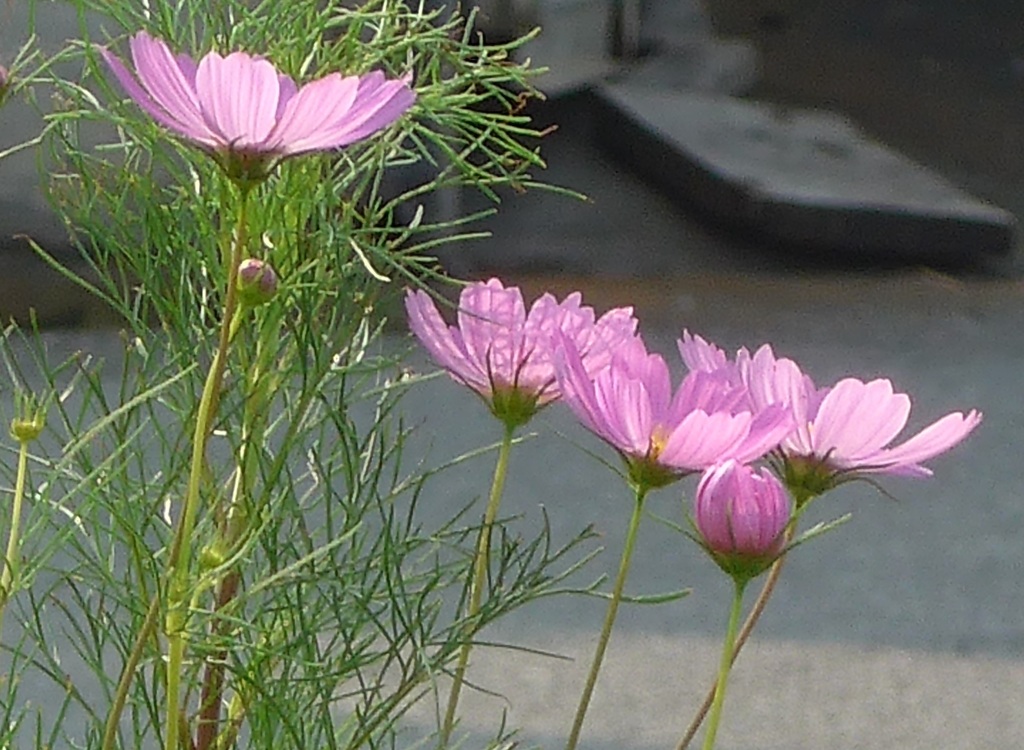 P1170366　秋の訪れ