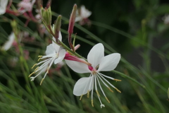 P1080604　白蝶草