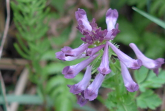 P1370938　野の花
