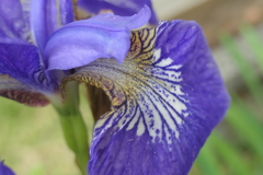 P1080246　ミニアヤメ