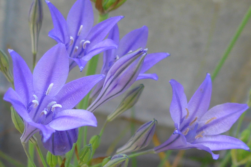 P1300481　トリテレイア