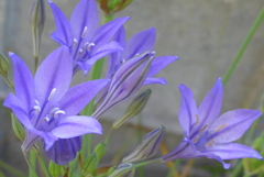 P1300481　トリテレイア