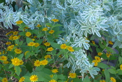 P1360681　夏の花壇