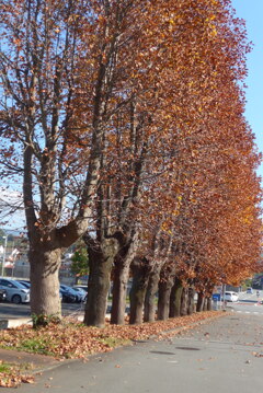 P1390261　晩秋の散歩道