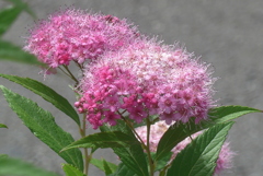 P1220838　シモツケ