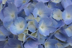 P1023784　アジサイ