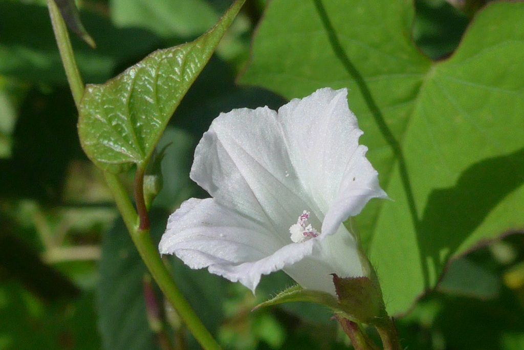 P1280361　マメアサガオ