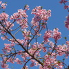 P1340966　河津桜