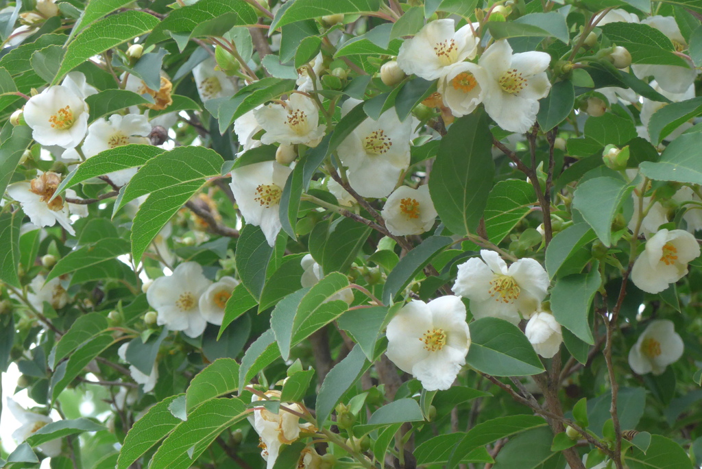 P1230162　ヒメシャラ