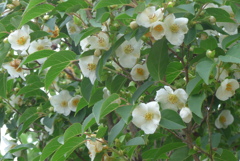 P1230162　ヒメシャラ