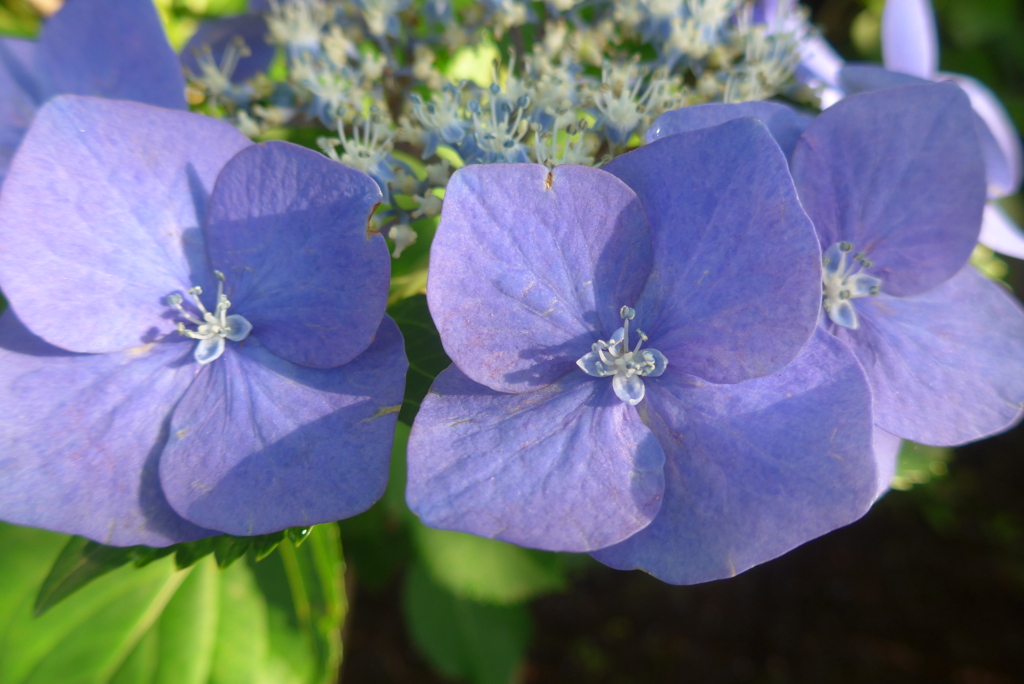 P1360246　紫陽花