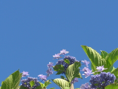 P1160542　青空に ♪