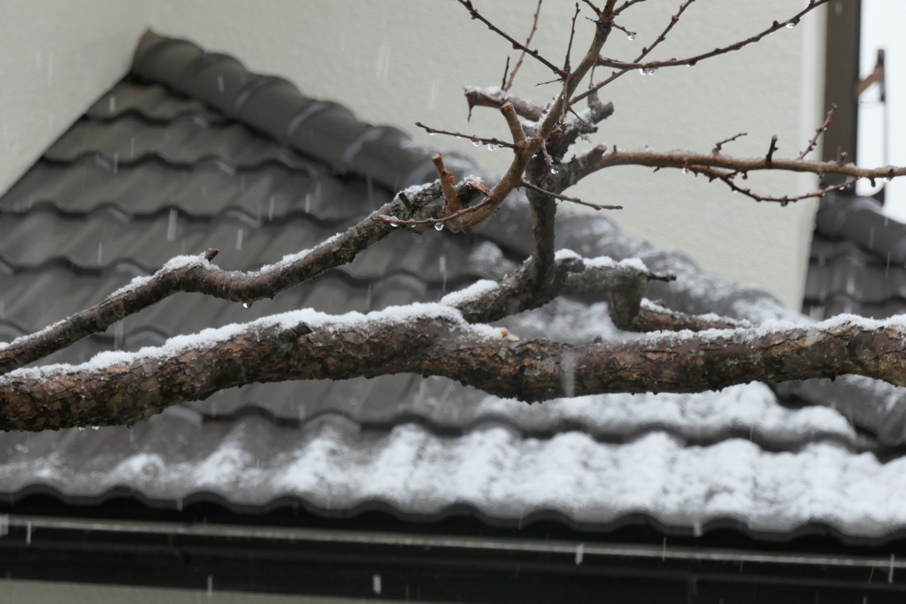 P1023216　雪が降りました