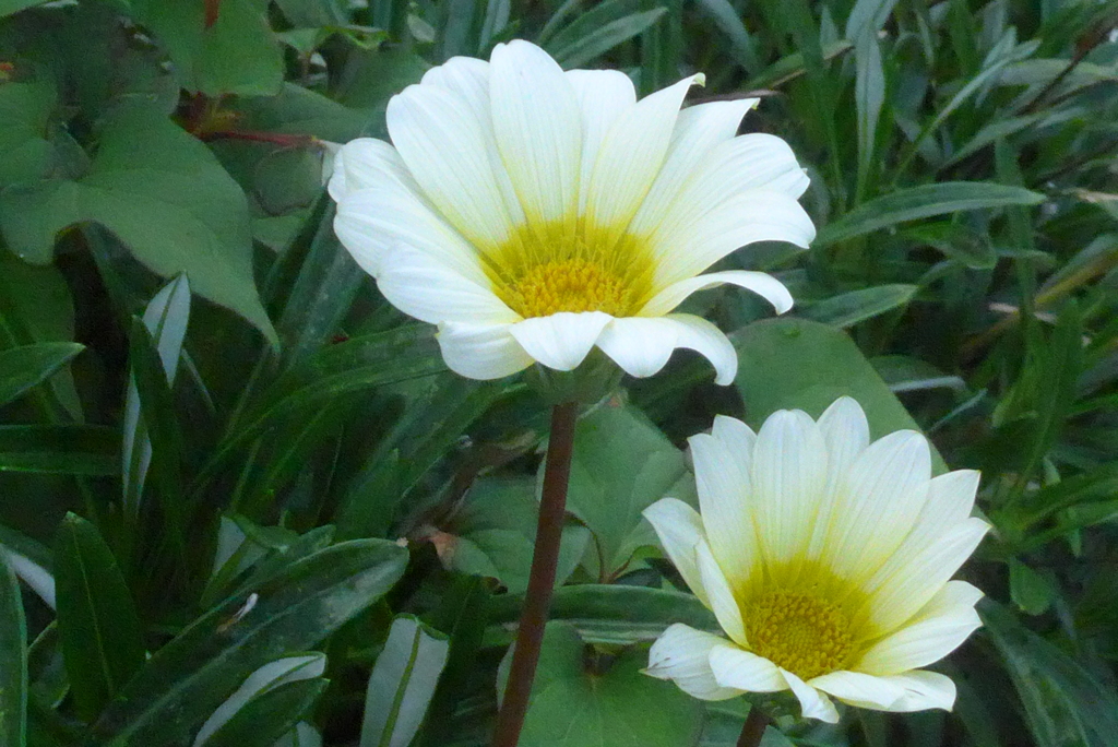 P1380776　ガザニア