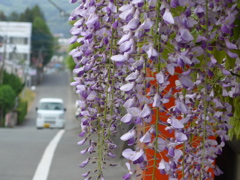 P1080553　すてきな散歩道♪