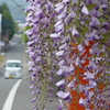 P1080553　すてきな散歩道♪