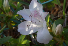 P1200956　木漏れ日に…♪