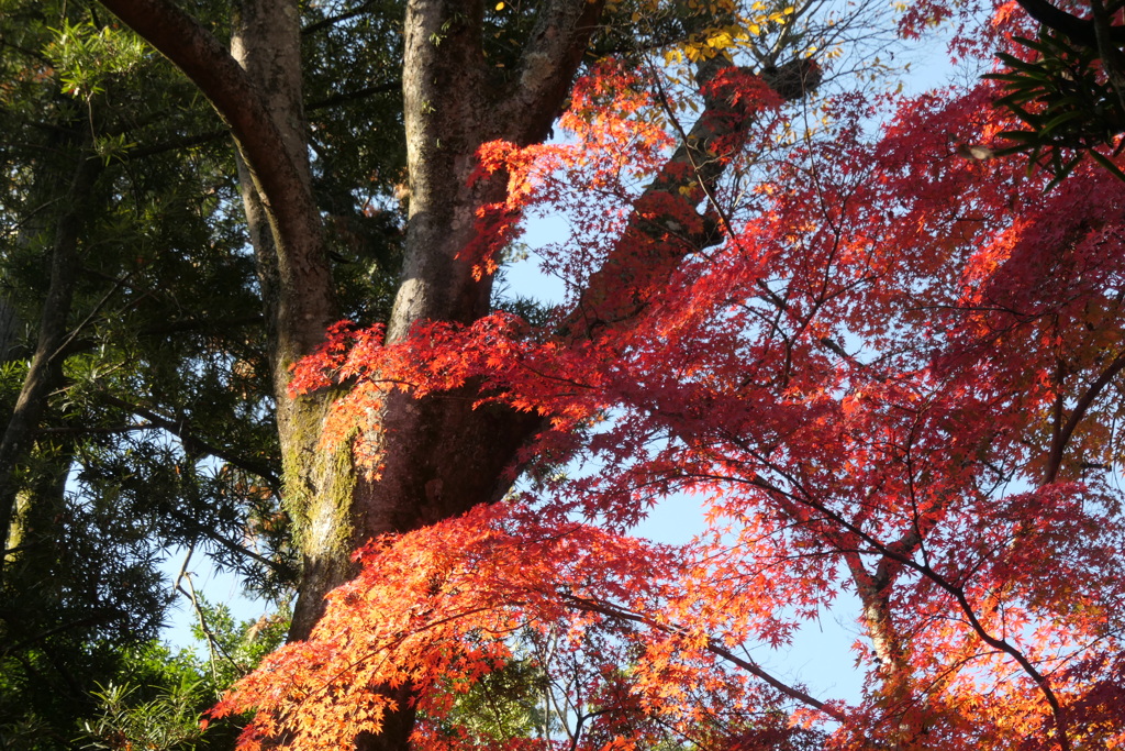 P1069629　紅葉
