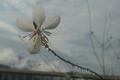 P1080699　白蝶草と雫
