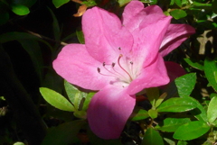 P1220974　さつき