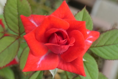 P1024181　ミニバラ