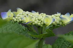 P1012007　紫陽花