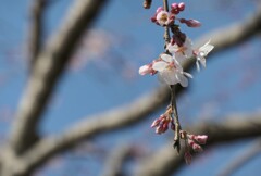 P1001289 (2)　しだれ桜