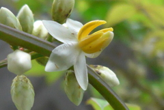 P1380780　ナンテンの花