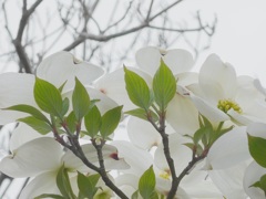 P1080462　ハナミズキ ♪