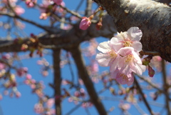 P1370487　河津桜