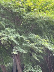 IMG_0202　アオモミジ
