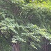 IMG_0202　アオモミジ