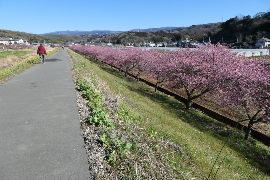 P1035182　河津桜咲く散歩道