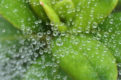 P1080838　蜘蛛の糸と雫