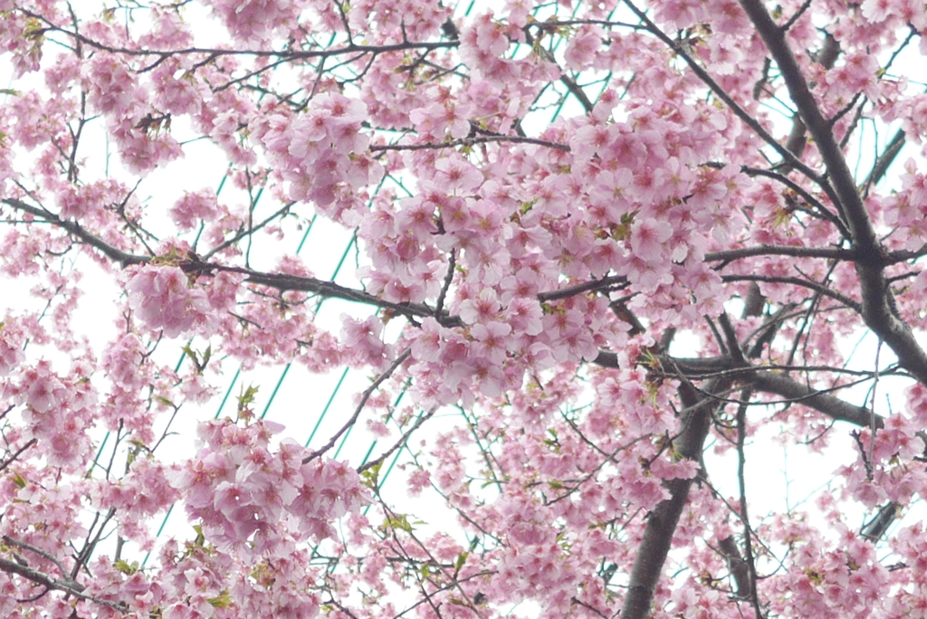 P1370537　河津桜