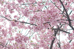 P1370537　河津桜