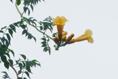 P1240145　ラッパ～♬