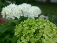 山あじさい。僕、お兄ちゃんになると真綿色になるんだもん。