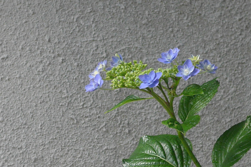 P1300501　楚々として