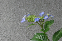 P1300501　楚々として