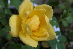 P1046148　ミニバラ