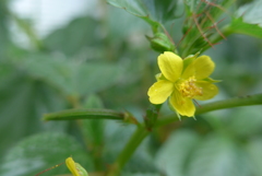 モロヘイヤの花